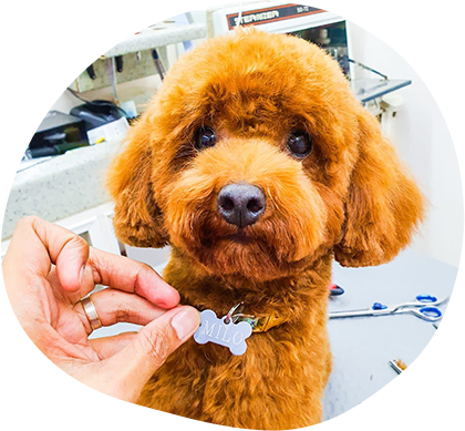 Essential Tools For At-Home Dog Grooming